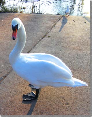 コブハクチョウ